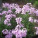 Downy Phlox